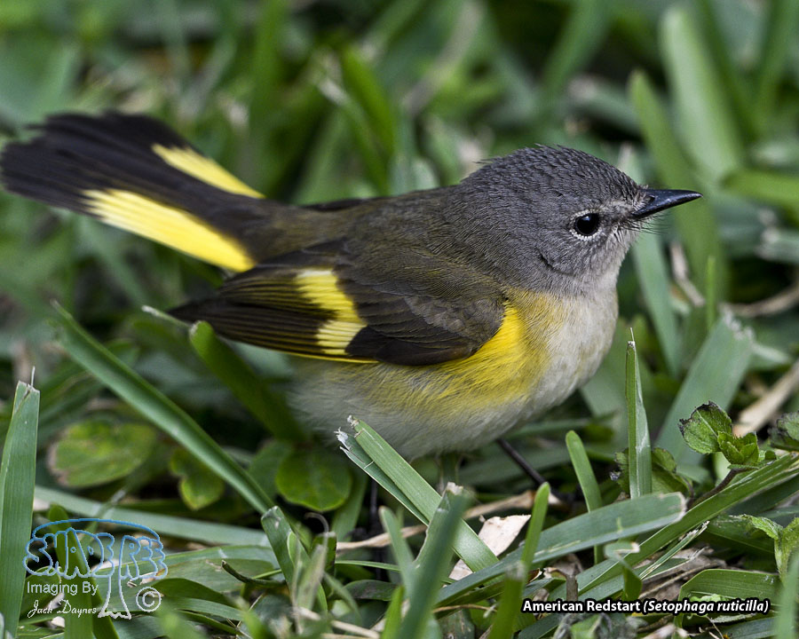American Redstart - Setophaga ruticilla