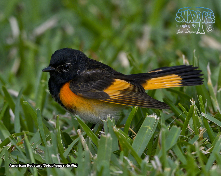 American Redstart - Setophaga ruticilla