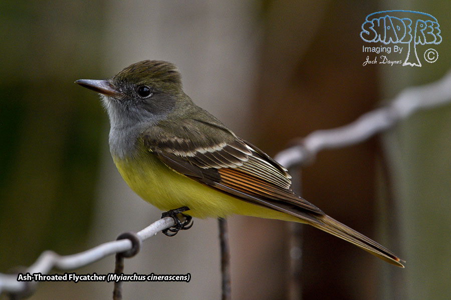 Ash-Throated Flycatcher - Myiarchus cinerascens