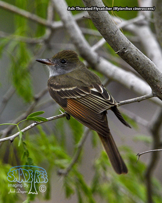 Ash-Throated Flycatcher - Myiarchus cinerascens