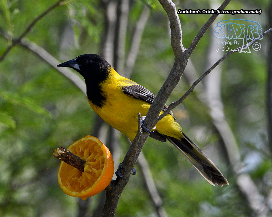 Audubon's Oriole - Icterus graduacauda