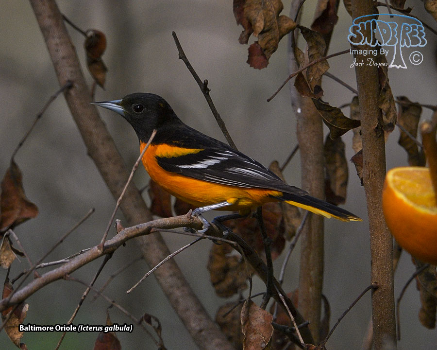 Baltimore Oriole - Icterus galbula