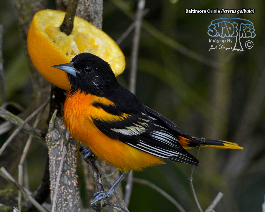 Baltimore Oriole - Icterus galbula