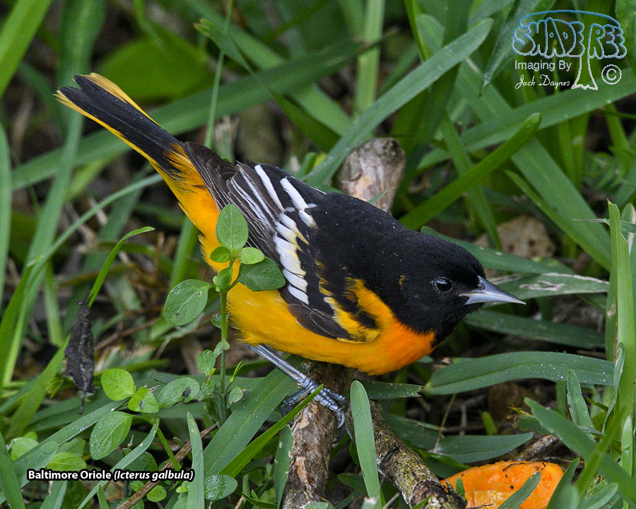 Baltimore Oriole - Icterus galbula
