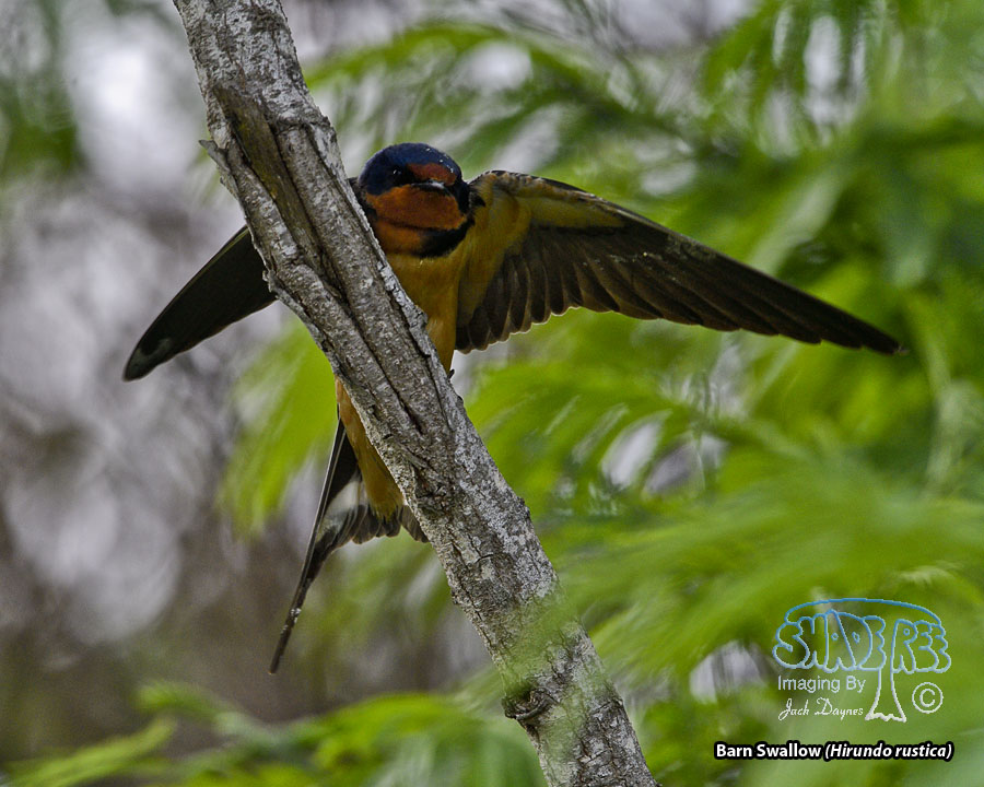 Barn Swallow - Hirundo rustica