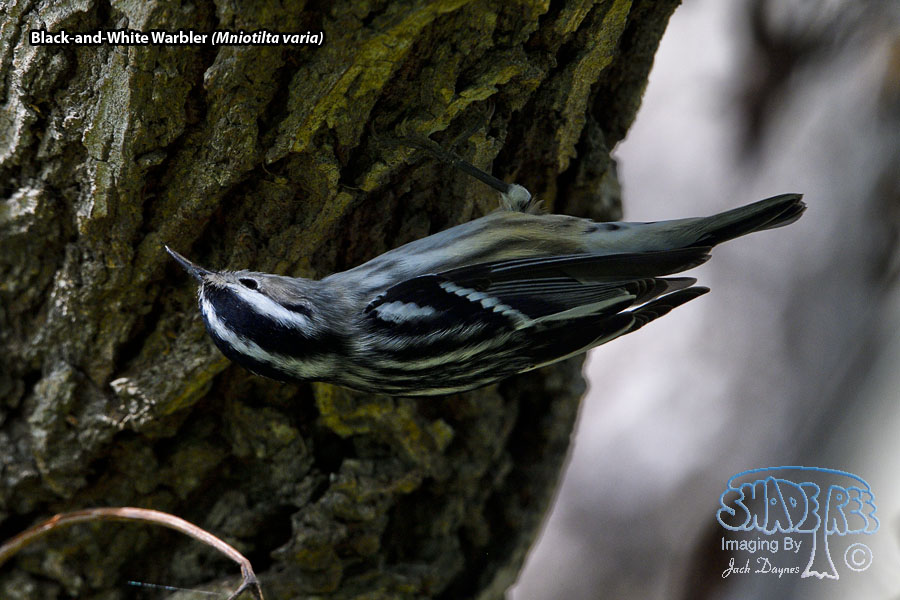 Black-and-White Warbler - Mniotilta varia
