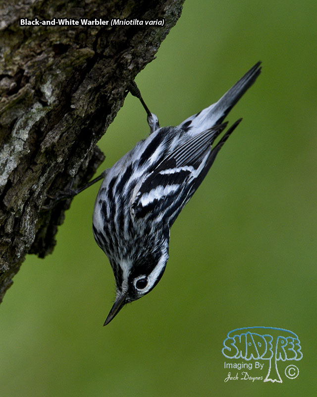 Black-and-White Warbler - Mniotilta varia