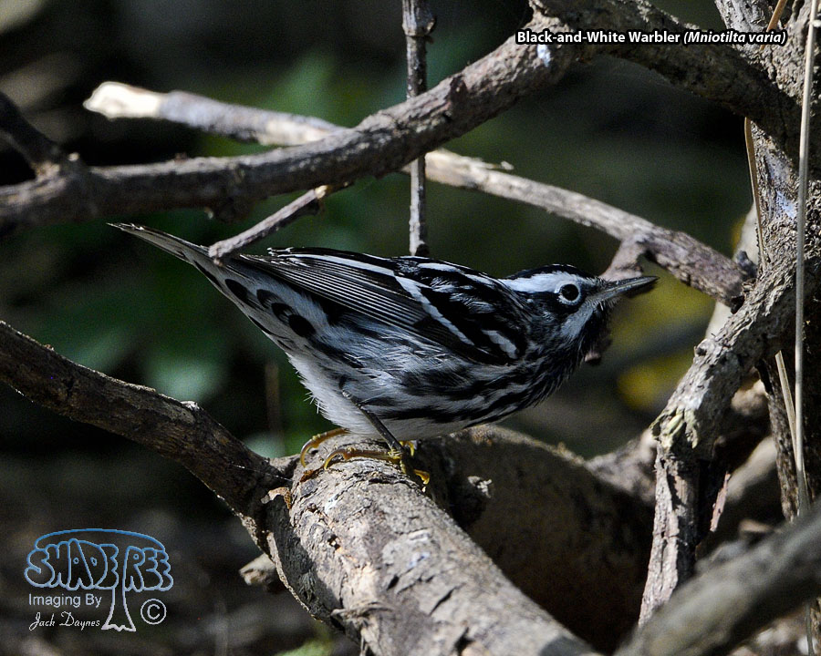 Black-and-White Warbler - Mniotilta varia