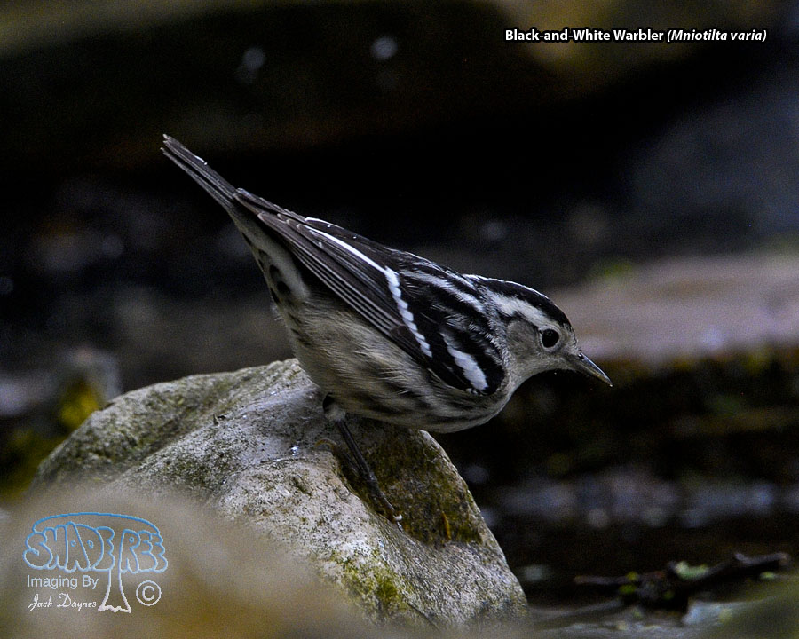 Black-and-White Warbler - Mniotilta varia