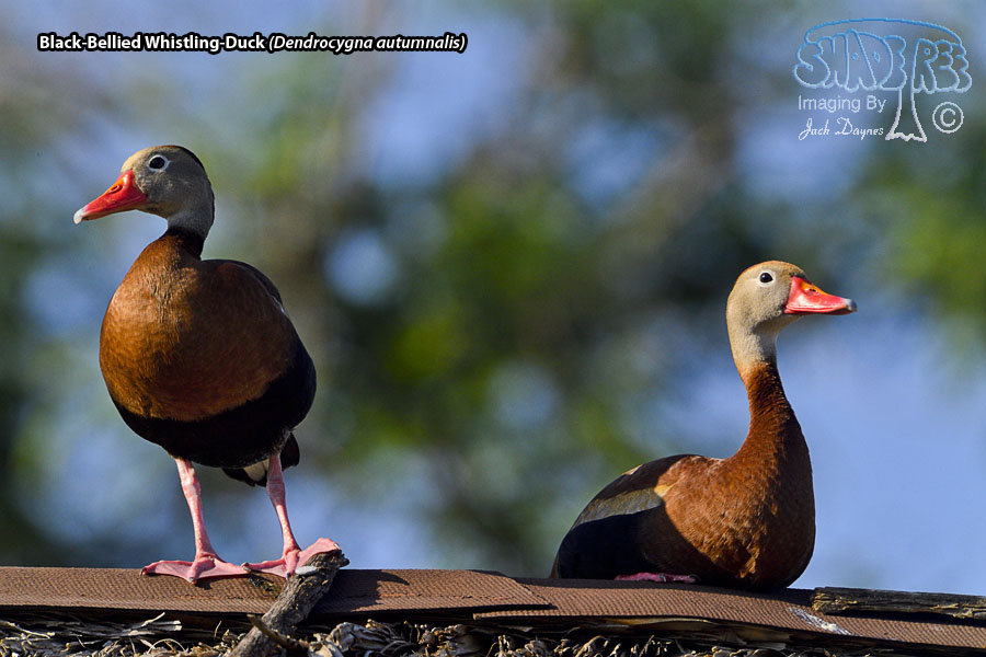Black-Bellied Whistling-Duck - Dendrocygna autumnalis