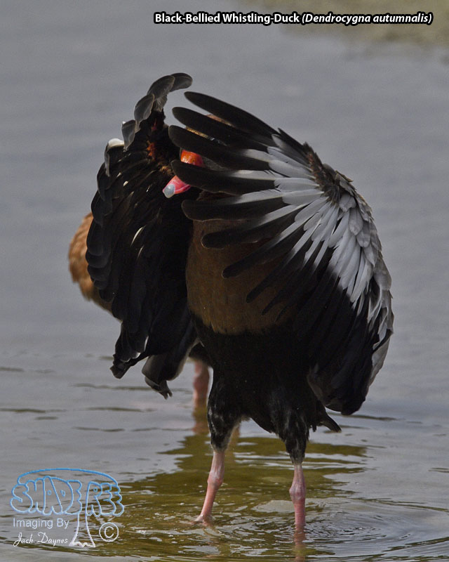 Black-Bellied Whistling-Duck - Dendrocygna autumnalis