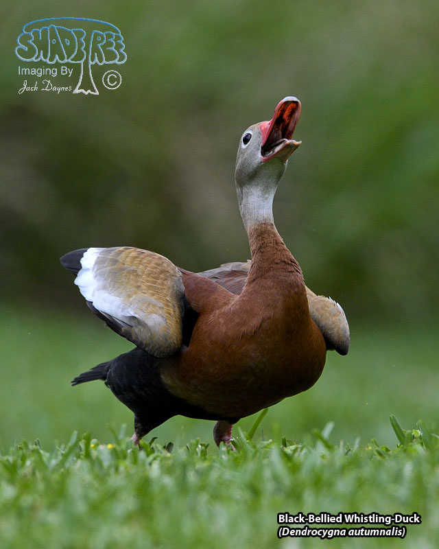 Black-Bellied Whistling-Duck - Dendrocygna autumnalis