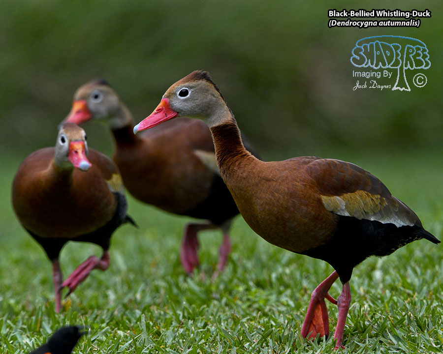 Black-Bellied Whistling-Duck - Dendrocygna autumnalis