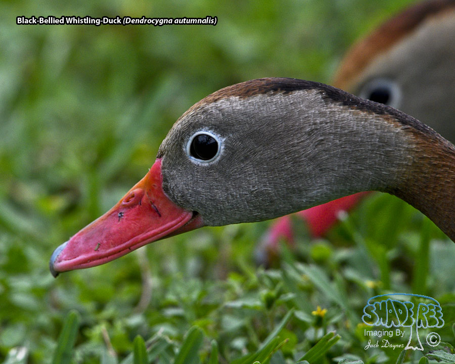 Black-Bellied Whistling-Duck - Dendrocygna autumnalis