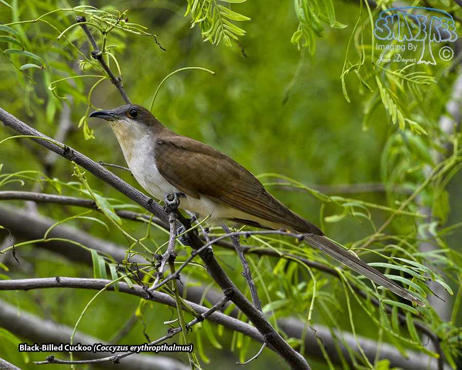 Black-Billed Cuckoo - Coccyzus erythropthalmus