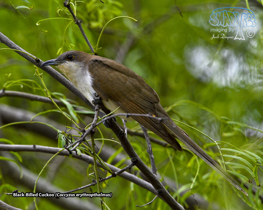 Black-Billed Cuckoo - Coccyzus erythropthalmus