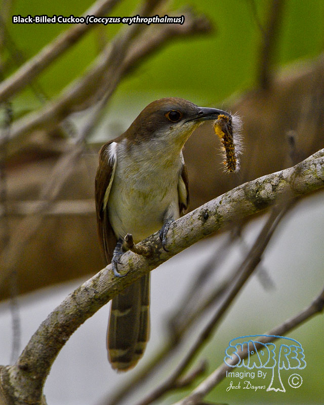 Black-Billed Cuckoo - Coccyzus erythropthalmus