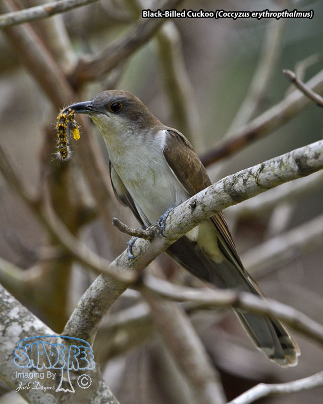 Black-Billed Cuckoo - Coccyzus erythropthalmus