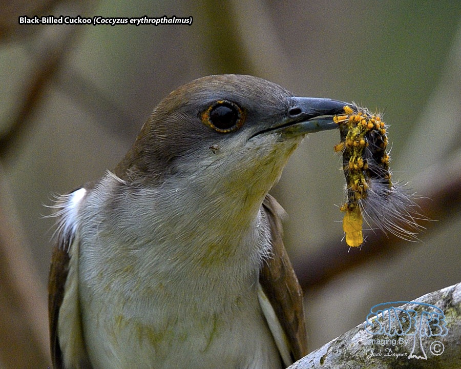 Black-Billed Cuckoo - Coccyzus erythropthalmus