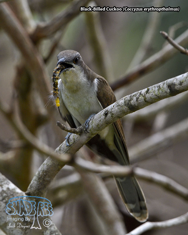 Black-Billed Cuckoo - Coccyzus erythropthalmus