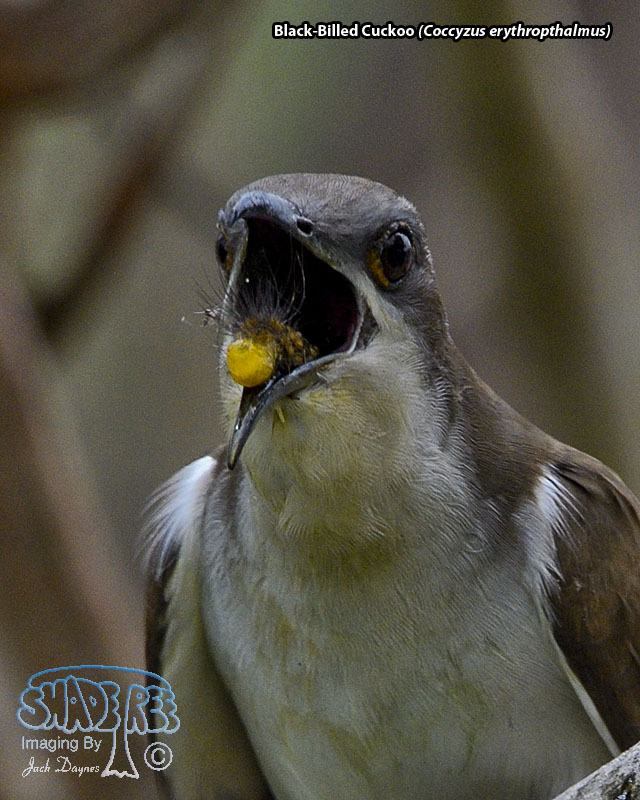 Black-Billed Cuckoo - Coccyzus erythropthalmus
