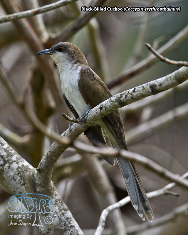 Black-Billed Cuckoo - Coccyzus erythropthalmus