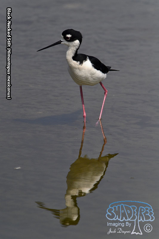 Black-Necked Stilt - Himantopus mexicanus