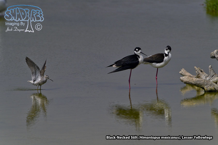 Black-Necked Stilt - Himantopus mexicanus
