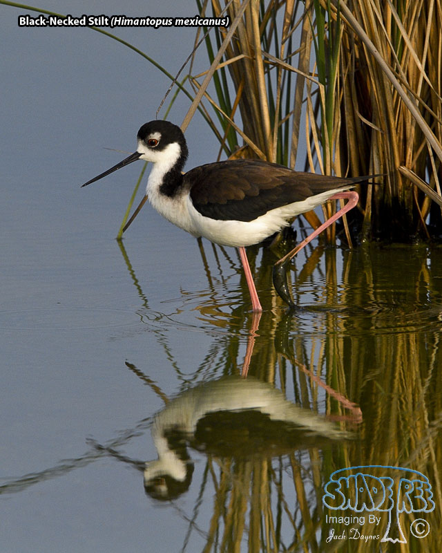 Black-Necked Stilt - Himantopus mexicanus