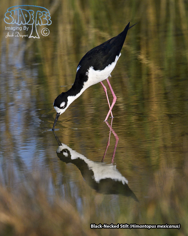 Black-Necked Stilt - Himantopus mexicanus