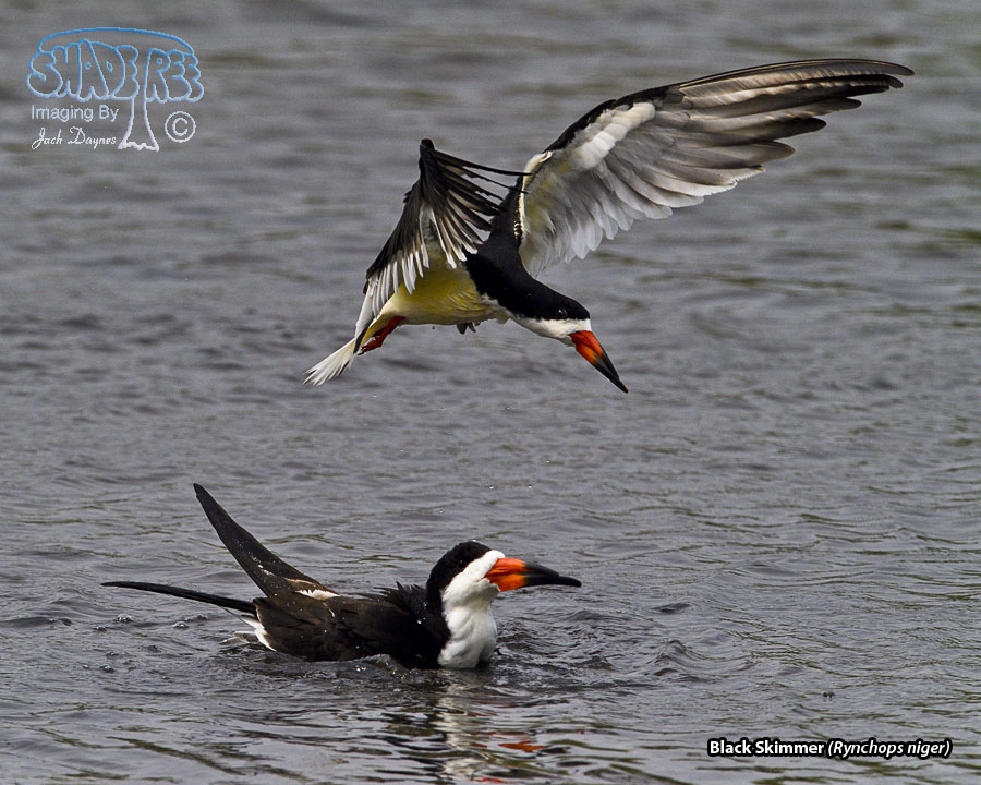 Black Skimmer - Rynchops niger