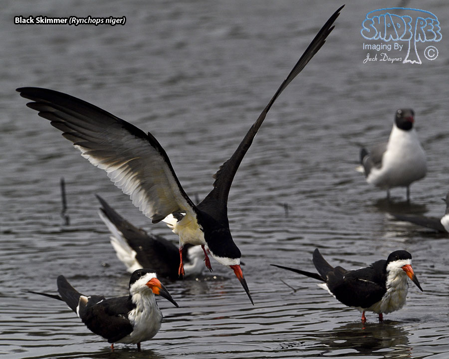 Black Skimmer - Rynchops niger