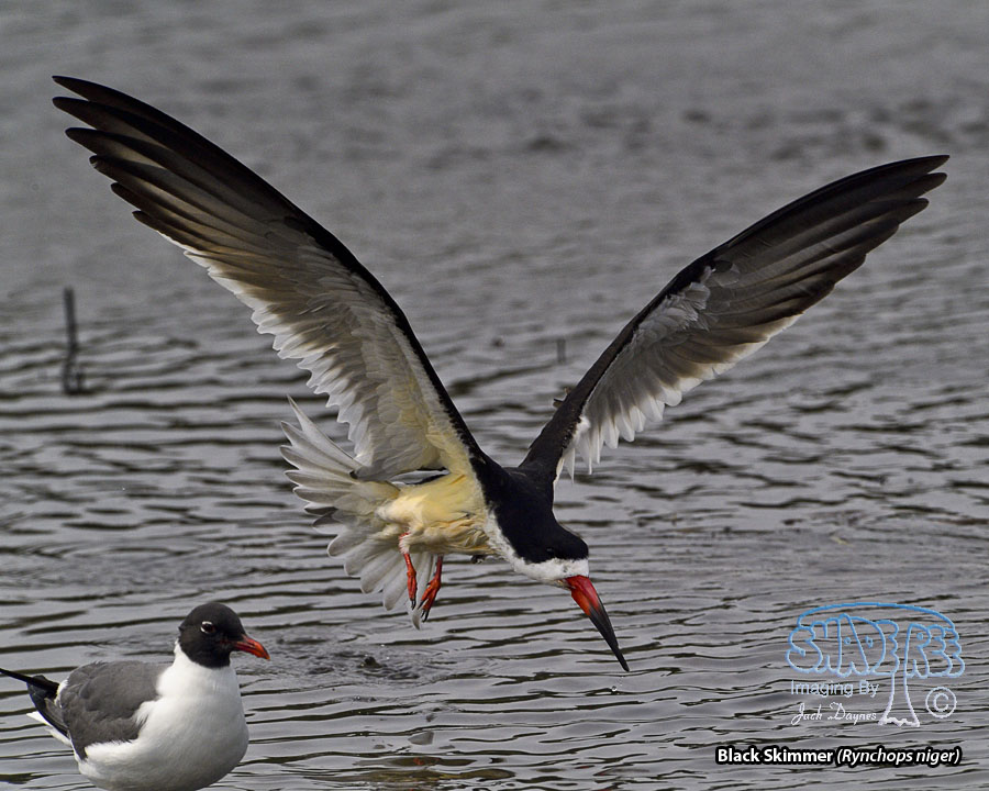 Black Skimmer - Rynchops niger