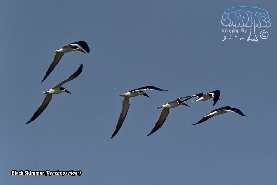 Black Skimmer - Rynchops niger