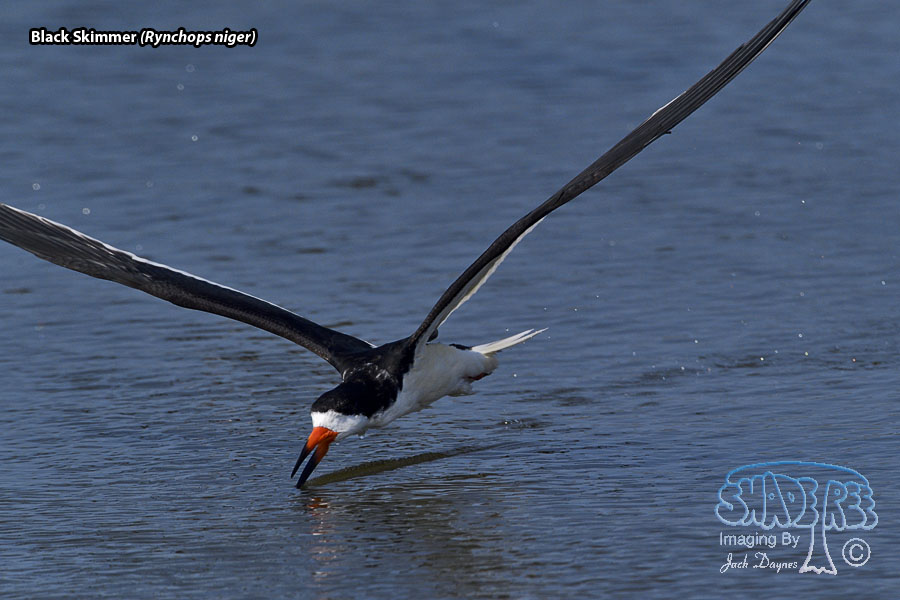 Black Skimmer - Rynchops niger