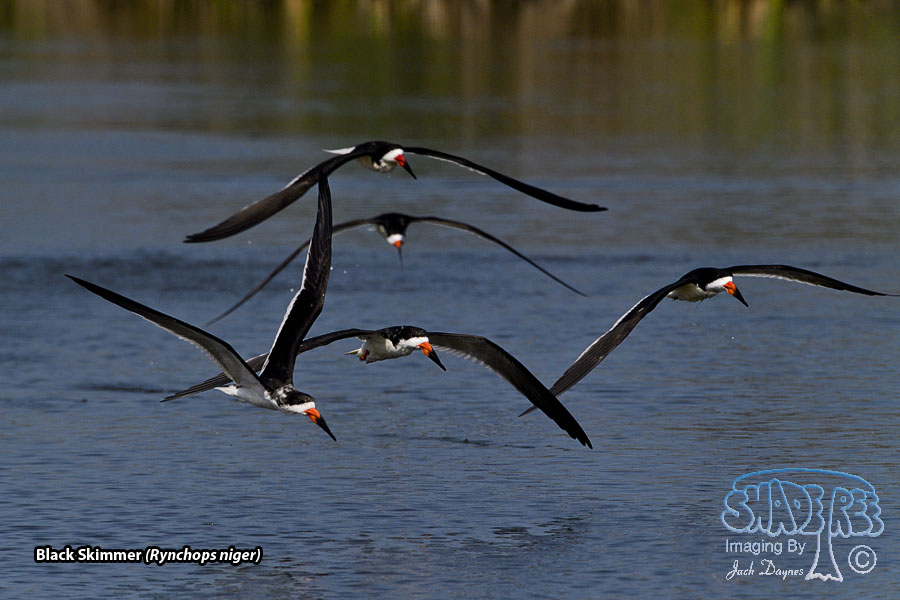 Black Skimmer - Rynchops niger