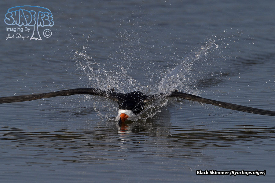 Black Skimmer - Rynchops niger