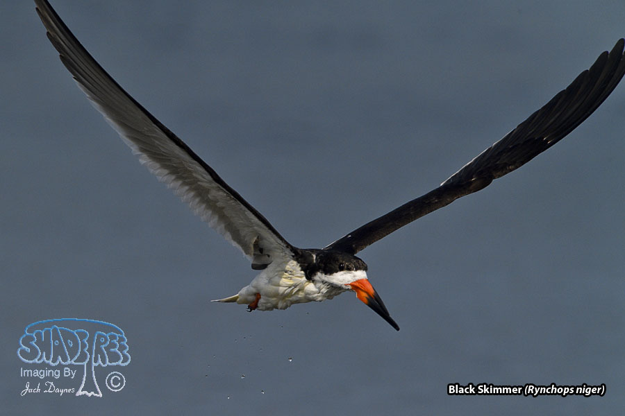 Black Skimmer - Rynchops niger