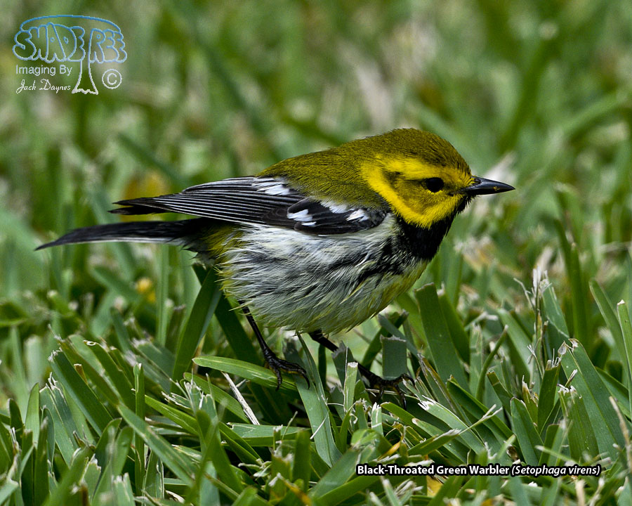 Black-Throated Green Warbler - Setophaga virens