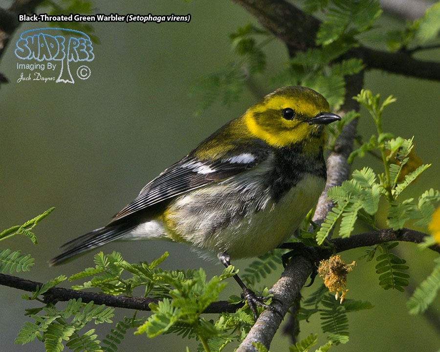 Black-Throated Green Warbler - Setophaga virens
