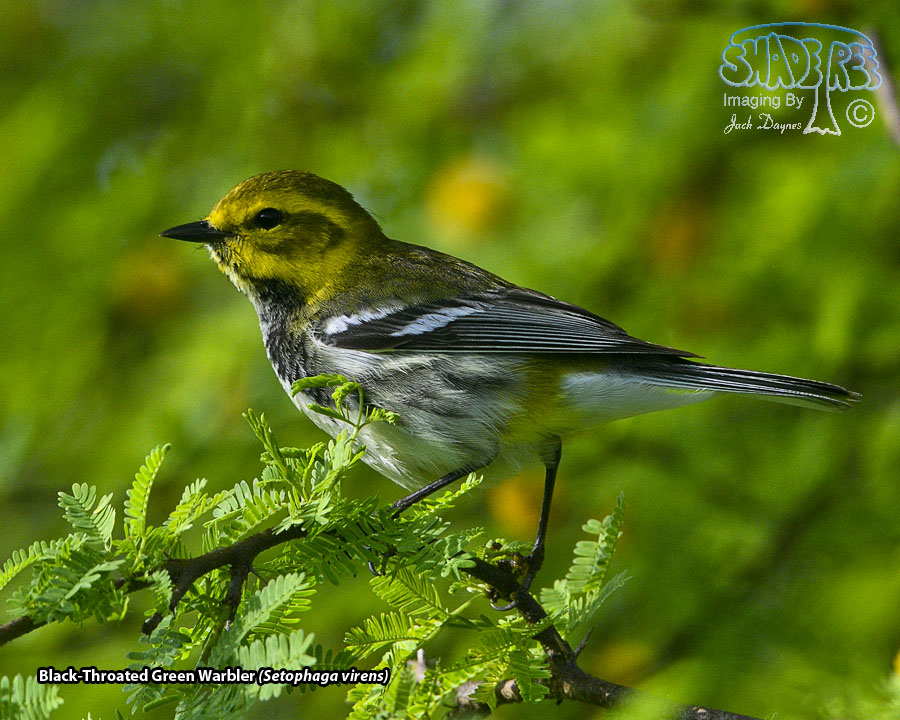 Black-Throated Green Warbler - Setophaga virens