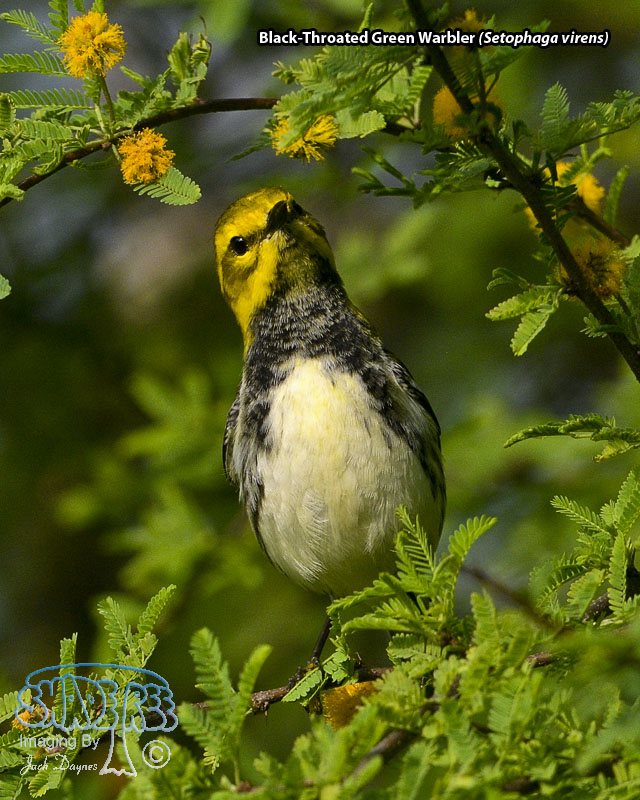 Black-Throated Green Warbler - Setophaga virens