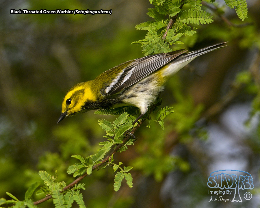 Black-Throated Green Warbler - Setophaga virens