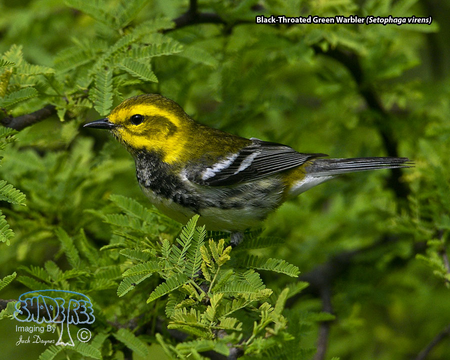 Black-Throated Green Warbler - Setophaga virens