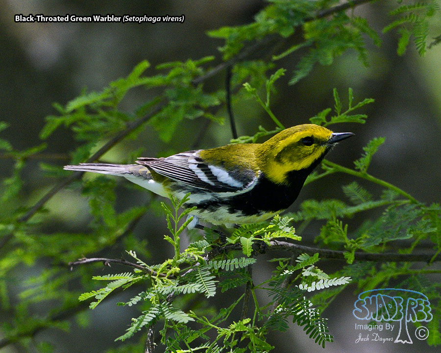 Black-Throated Green Warbler - Setophaga virens