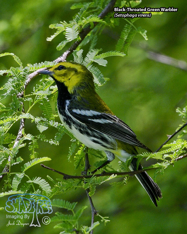 Black-Throated Green Warbler - Setophaga virens