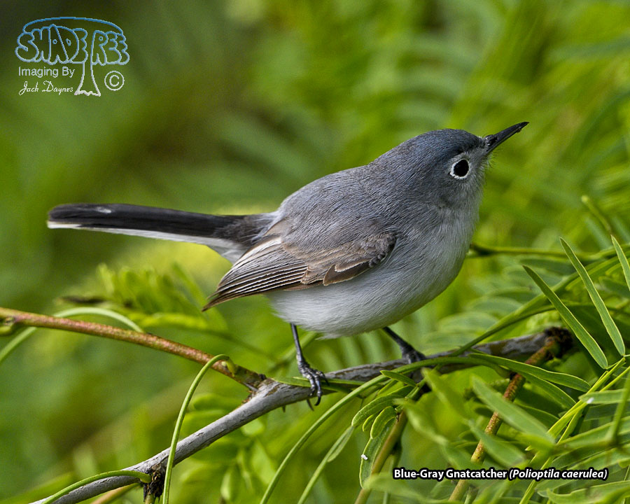 Blue-Gray Gnatcatcher - Polioptila caerulea