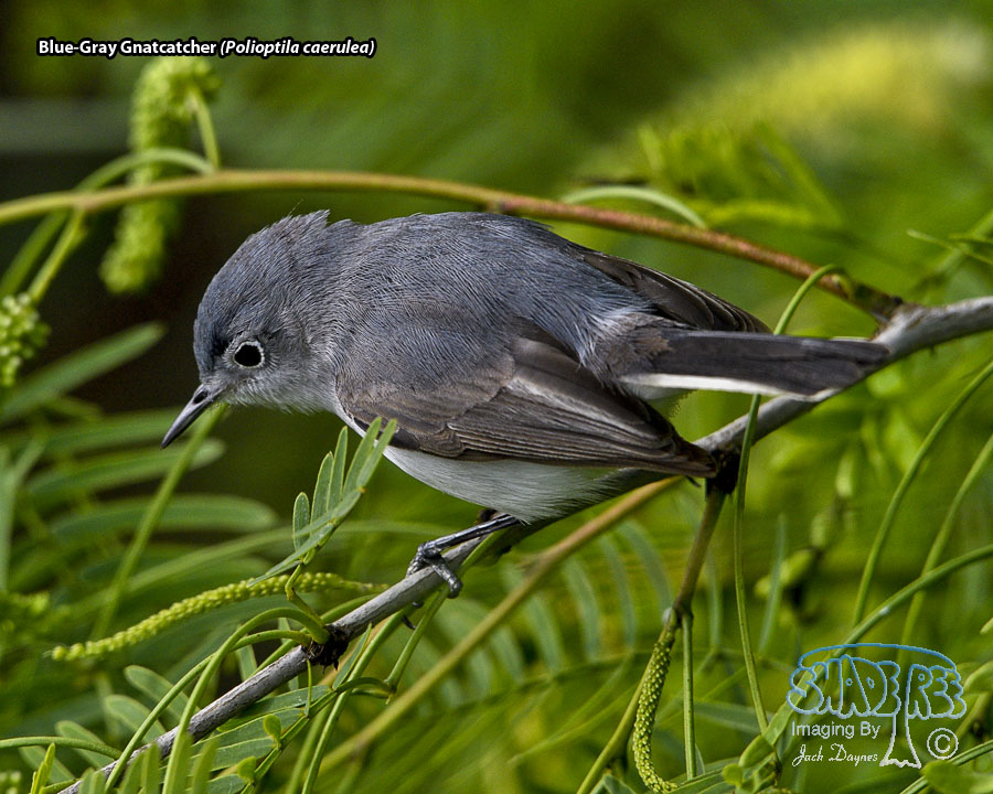 Blue-Gray Gnatcatcher - Polioptila caerulea