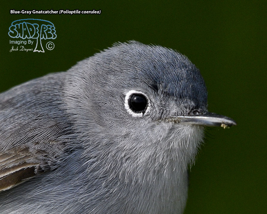Blue-Gray Gnatcatcher - Polioptila caerulea