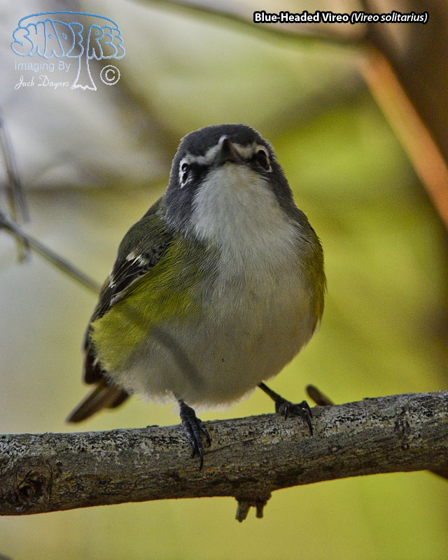 Blue-Headed Vireo - Vireo solitarius